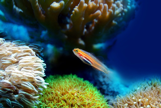 Das Palma Aquarium