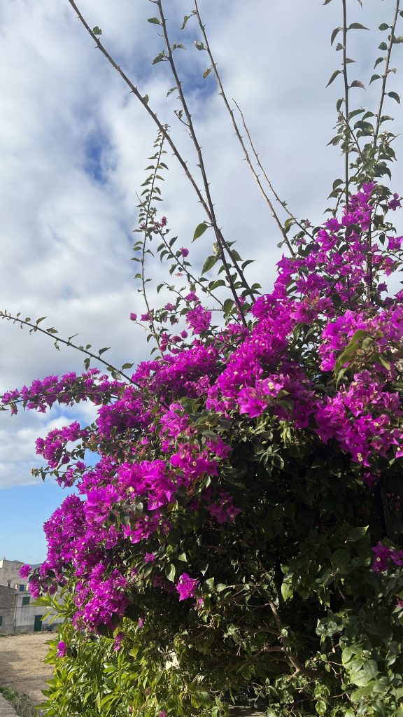 Bougainvillea blüht auch im Winter auf Mallorca
