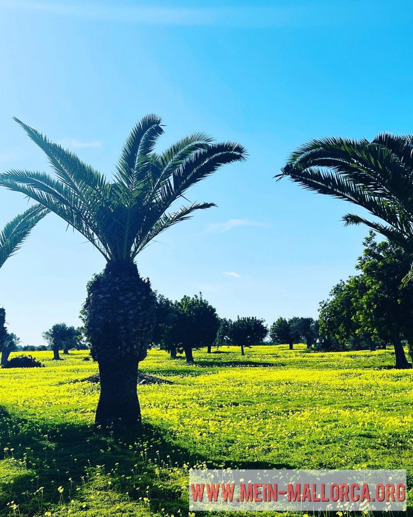 Palmen und Klee auf Mallorca