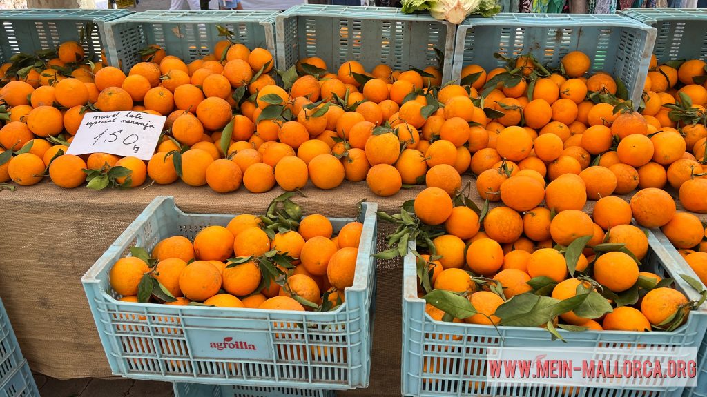 Orangen direkt von der mallorquinischen Plantage