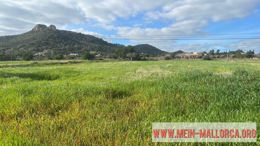saftiges Gras - Februar auf Mallorca