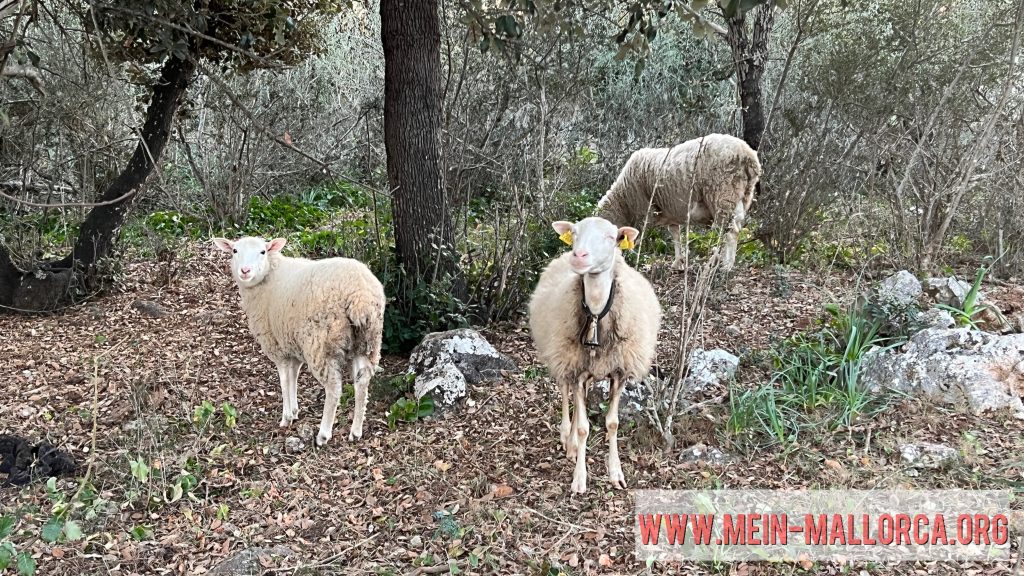 Schafe fressen Eicheln und saftiges Grün im Februar