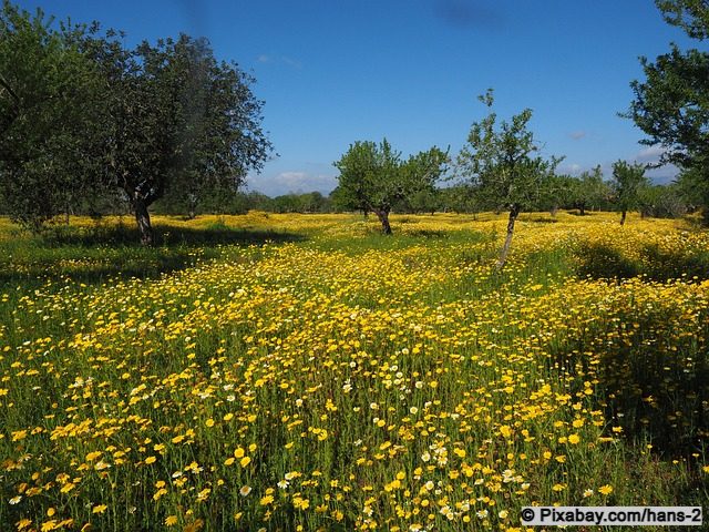 Blumenwiese im Mai auf Mallorca