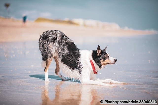Hund spielt im Wasser auf Mallorca