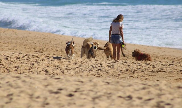 Hundestrände auf Mallorca