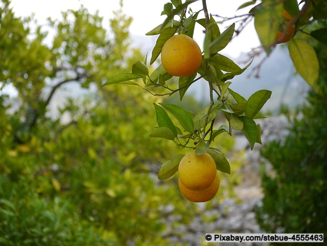 Mallorca Orangen am Baum