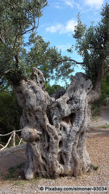 Olivenbaum auf Mallorca