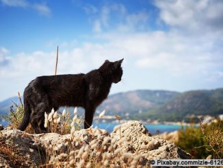 Streunerkatzen auf Mallorca
