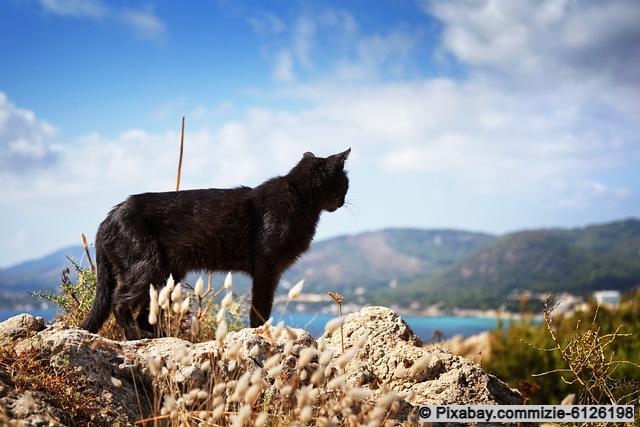 Streunerkatzen auf Mallorca