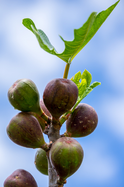 Mehrere reife Feigen an einem Feigenbaum auf Mallorca vor blauem Himmel.