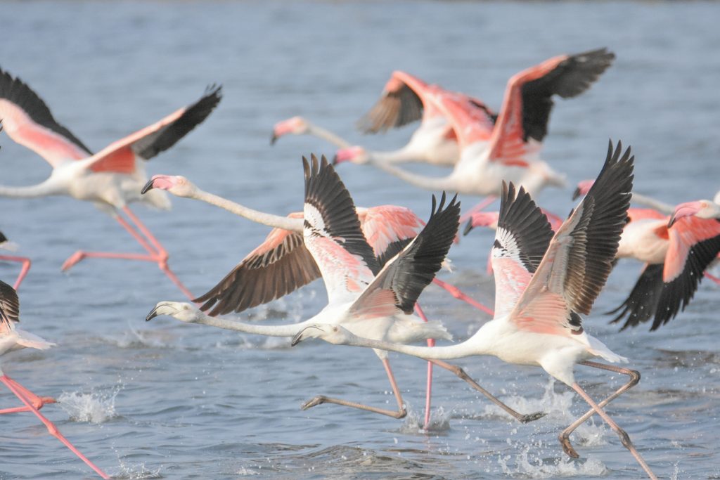 Gruppe von Flamingos beim Startflug über das Wasser im Naturpark Ses Salines auf Ibiza.