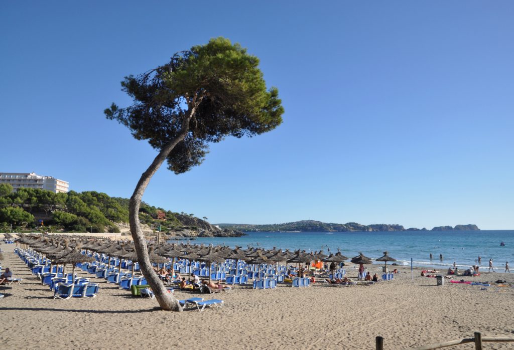 Strand von Peguera auf Mallorca mit vielen Sonnenschirmen, Liegen und Urlaubern am Meer unter blauem Himmel.