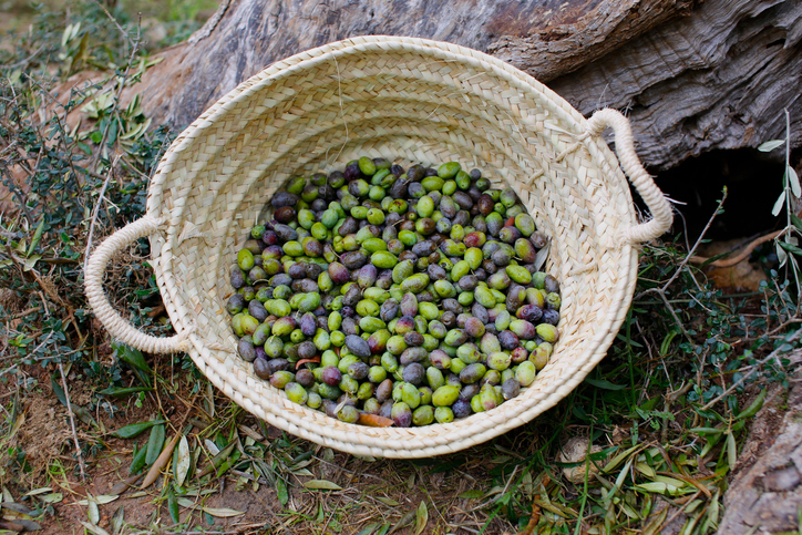 Ein Korb mit frisch gepflückten grünen und violetten Oliven bei der Olivenernte auf Mallorca