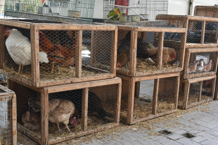 Hühner, Tauben und weitere Kleintiere in Holzkäfigen auf dem Tiermarkt in Sineu, Mallorca