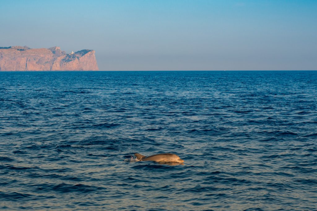 Zwei Delfine an der Wasseroberfläche mit Blick auf Mallorcas felsige Nordwestküste