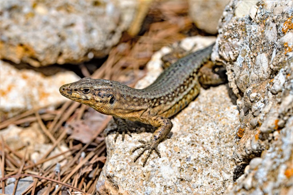Nahaufnahme einer Eidechse, die auf einem sonnenbeschienenen Felsen auf der Insel Dragonera bei Mallorca sitzt.