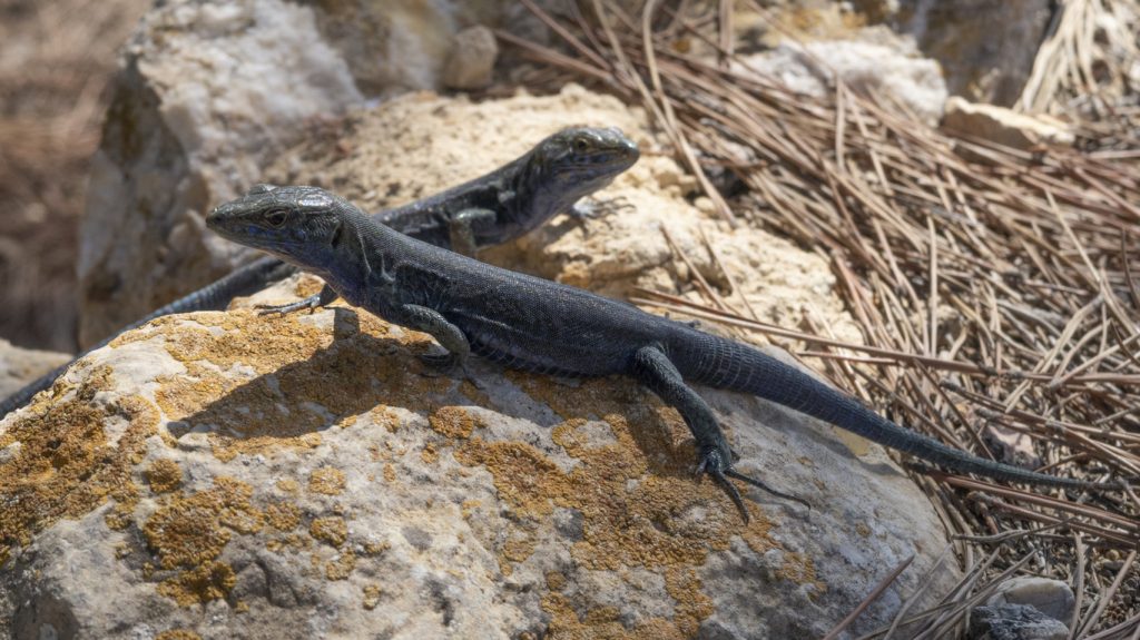 Zwei schwarze Eidechsen liegen auf einem sonnengewärmten Felsen auf Mallorca