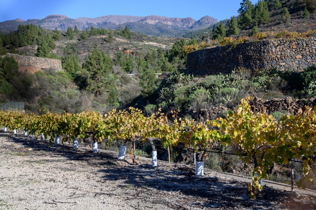 Terrassierte Weinberge auf Mallorca mit grünen und gelben Weinreben vor einer Bergkulisse.
