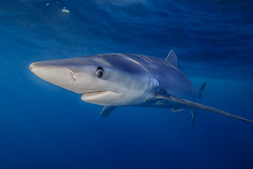 Nahaufnahme eines Blauhais (Prionace glauca) im offenen Meer mit tiefblauem Hintergrund