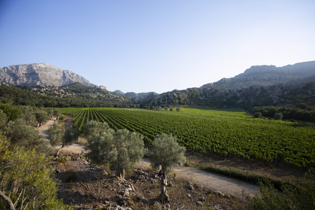Grüne Weinberge auf Mallorca mit Olivenbäumen im Vordergrund und felsigen Bergen im Hintergrund.