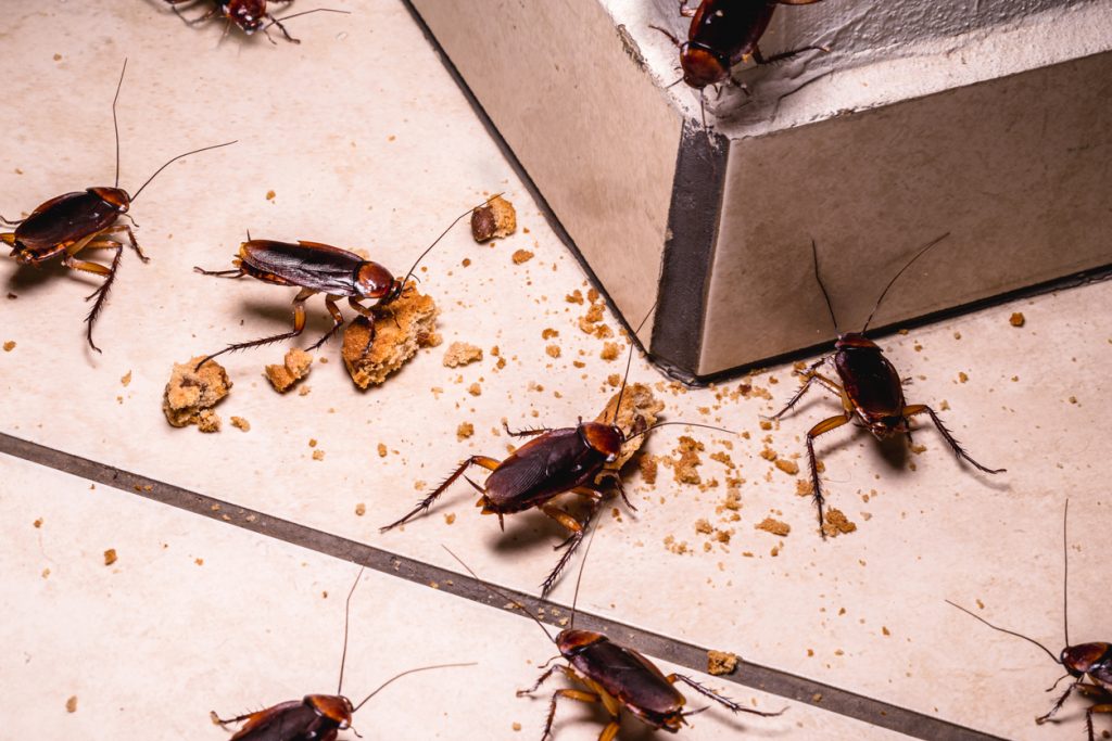 Gruppe von Kakerlaken frisst Krümel und Essensreste auf einem gefliesten Küchenboden.