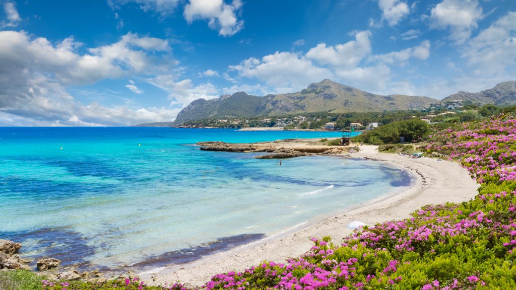 Blick auf den idyllischen Strand Sant Pere in Alcudia, Mallorca, mit türkisblauem Meer, Bergen im Hintergrund und blühenden Sträuchern im Vordergrund.