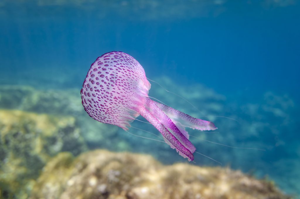 Rosa Qualle treibt unter Wasser im blauen Mittelmeer vor der Küste Mallorcas