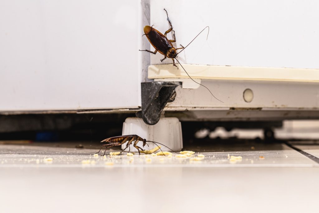Zwei Kakerlaken krabbeln in einer Küche – eine an der Wand eines Geräts, die andere frisst Krümel auf dem Boden.