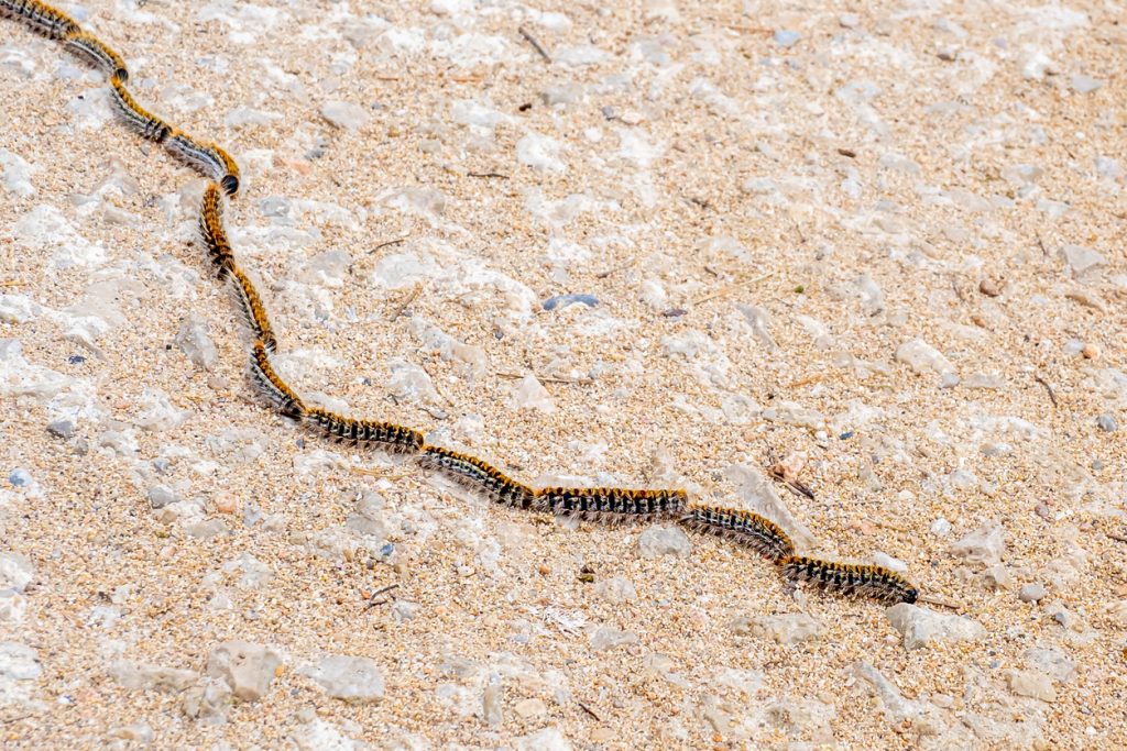 Eine Reihe von Prozessionsspinner-Raupen bewegt sich hintereinander auf einem sandigen Boden auf Mallorca.