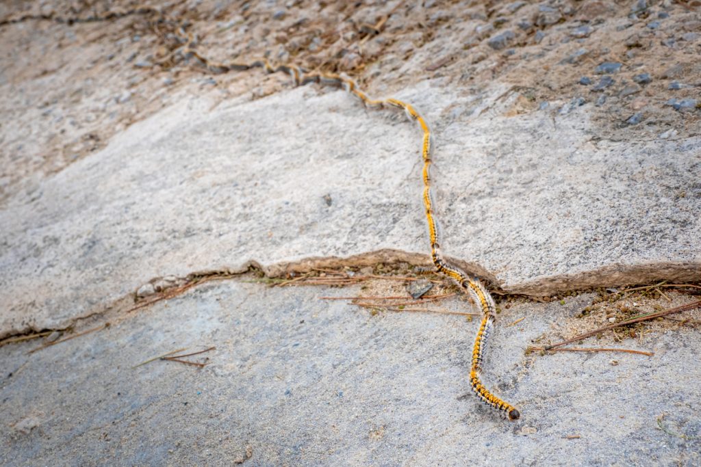 Eine Reihe von Prozessionsspinner-Raupen bewegt sich hintereinander über einen steinigen Untergrund auf Mallorca.