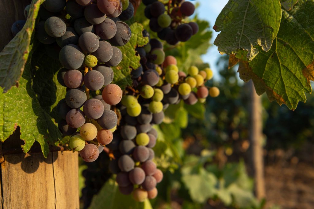 Nahaufnahme von reifen und halbreifen Weintrauben an einem Weinstock auf Mallorca, umgeben von grünen Blättern, im warmen Abendlicht.