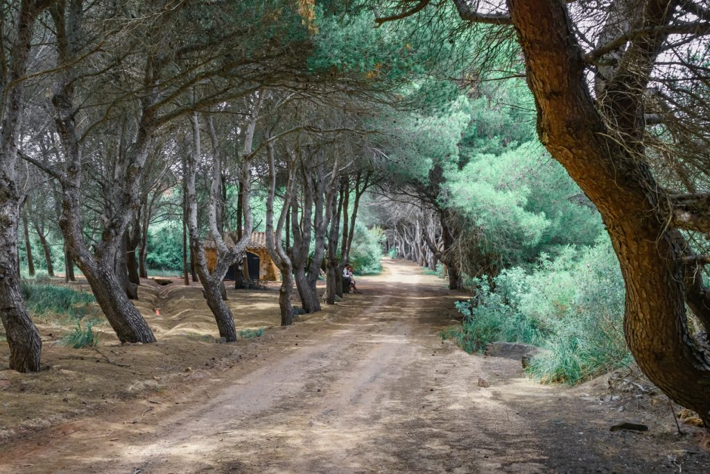 Naturpfad durch einen schattigen Pinienwald in der Nähe der Cala Pregonda auf Menorca