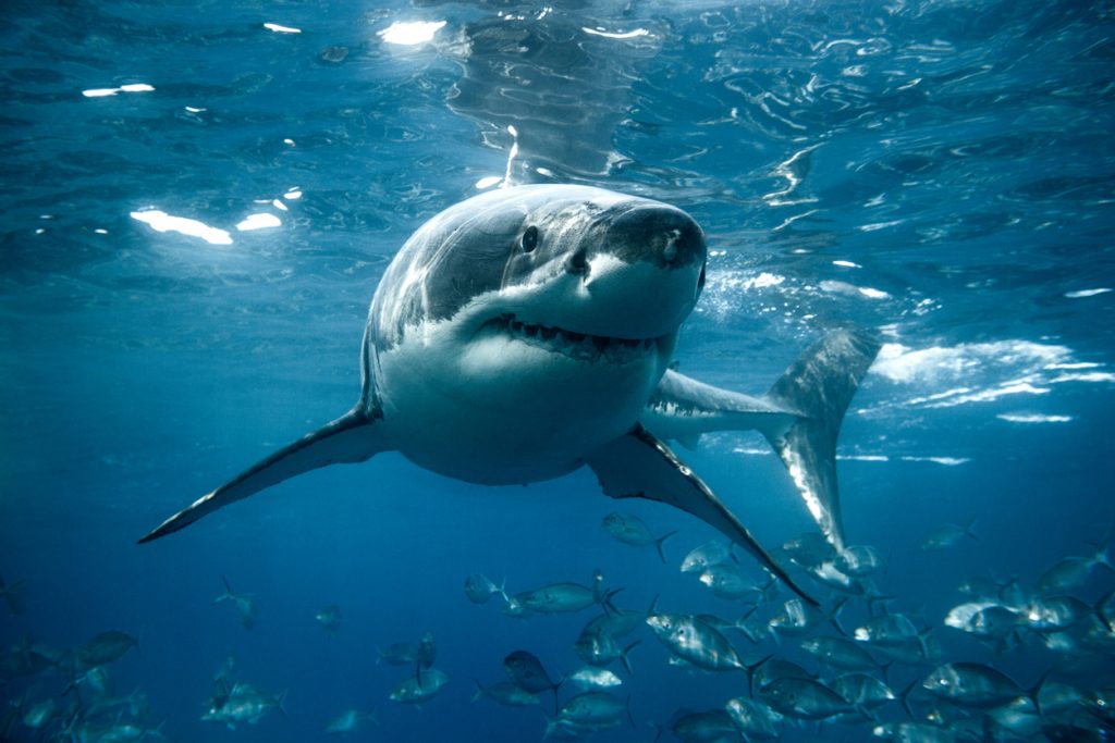 Weißer Hai (Carcharodon carcharias) schwimmt im offenen Meer, umgeben von Fischschwärmen