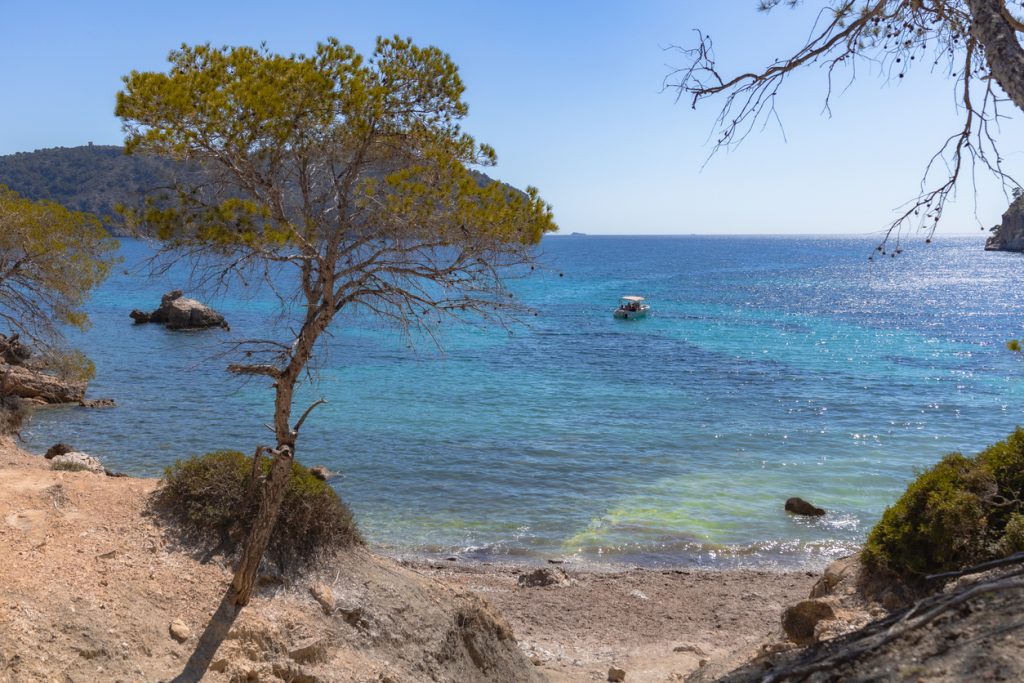Pinien rahmen den Blick auf die ruhige Bucht Cala Blanca mit einem kleinen Boot im türkisblauen Wasser vor der Küste Mallorcas