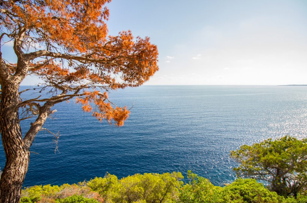 Herbstlicher Baum mit rotbraunen Blättern am Rand einer Klippe auf Mallorca, mit Blick auf das tiefblaue Mittelmeer.