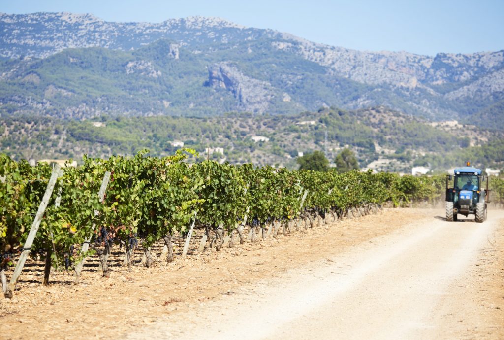 Weinberg auf Mallorca mit reifen Trauben, einem Traktor auf einem Feldweg und den Bergen der Serra de Tramuntana im Hintergrund.