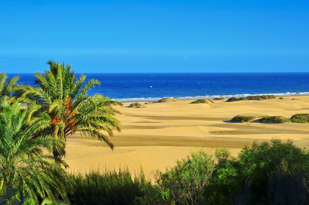 Blick auf die goldgelben Sanddünen von Maspalomas auf Gran Canaria mit Palmen im Vordergrund und dem tiefblauen Atlantik im Hintergrund.