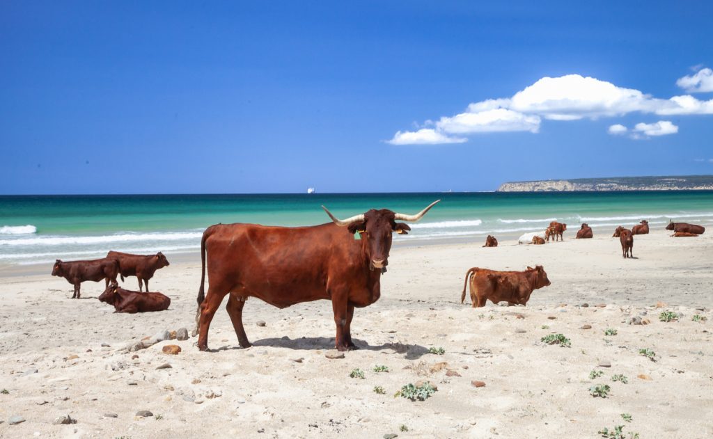 Mehrere braune Kühe liegen und stehen am Sandstrand von Cádiz vor türkisblauem Meer unter klarem Himmel.