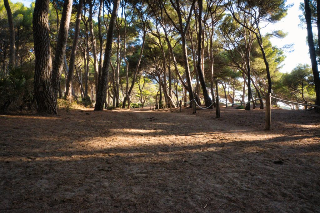 Ein Pinienwald in Cala Agulla auf Mallorca, durchzogen von einem sandigen Wanderweg, der von Holzpfosten und Seilen gesäumt wird, im warmen Licht der Sonne.