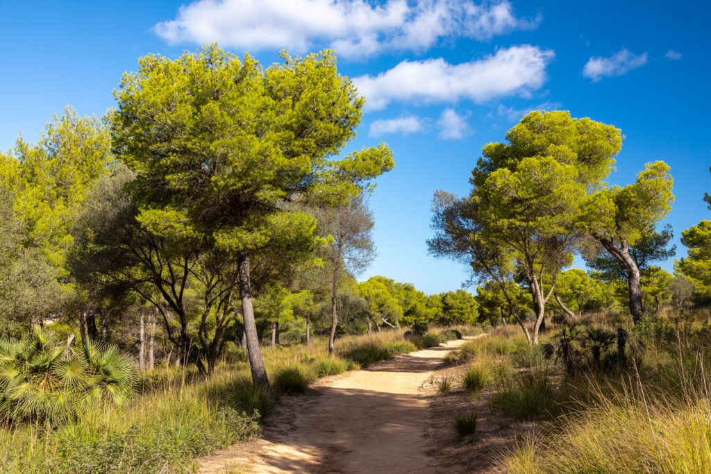Naturpfad durch einen Pinienwald in der Nähe von Cala Mesquida auf Mallorca mit blauem Himmel und sonniger Landschaft.