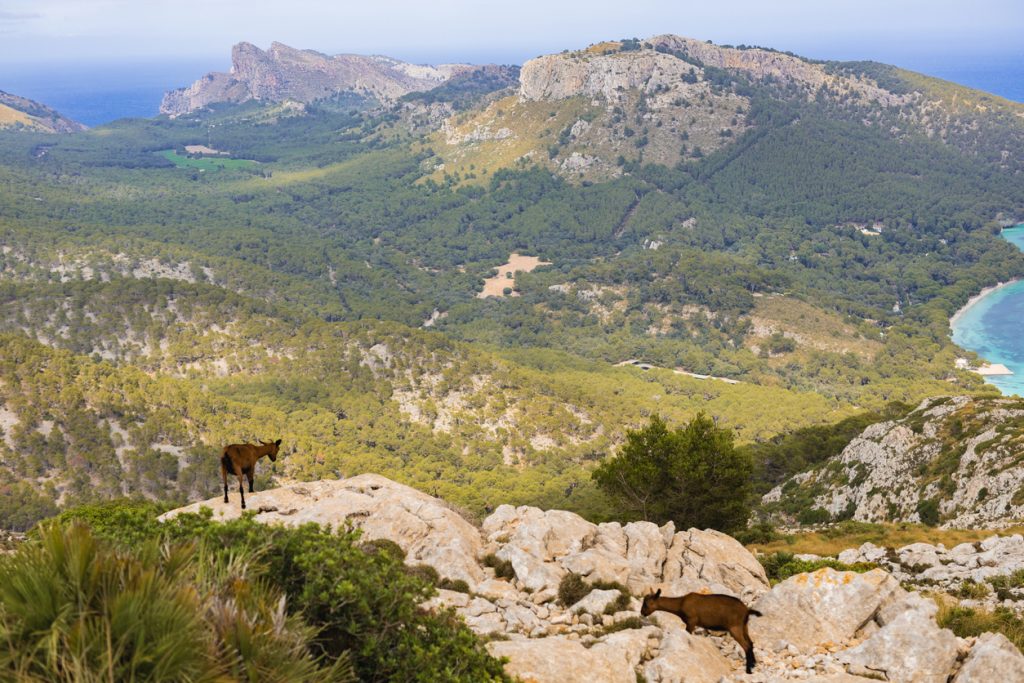 Zwei wilde Ziegen auf Felsen im Tramuntana-Gebirge mit Blick auf die bewaldeten Hänge und das Meer auf Mallorca
