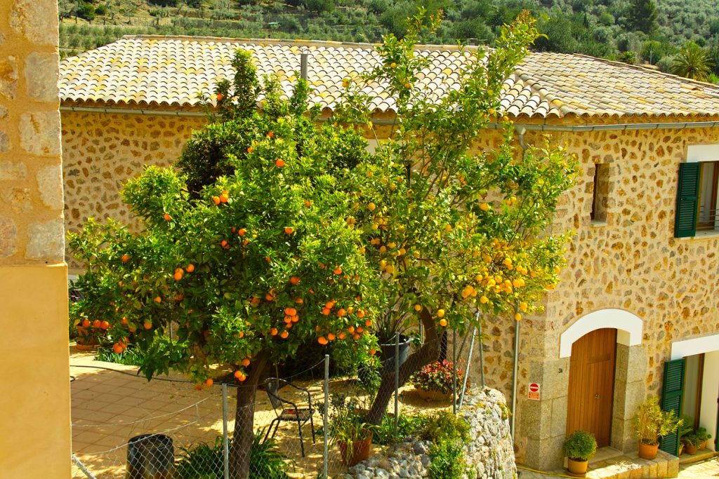Zitronen- und Orangenbäume in einem sonnigen Garten vor einem traditionellen Steinhaus in Fornalutx auf Mallorca.