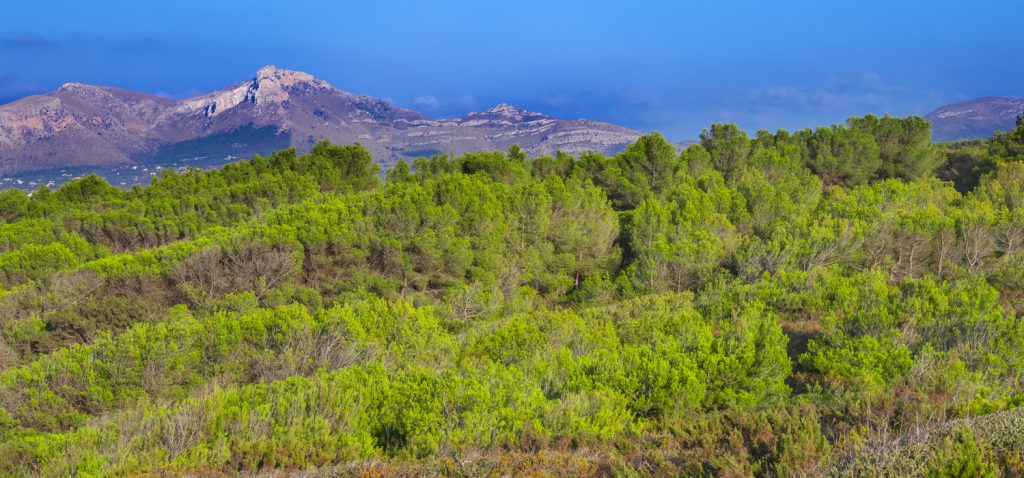 Grüner, mediterraner Wald im Naturpark Llevant auf Mallorca mit Blick auf das Tramuntana-Gebirge unter blauem Himmel.