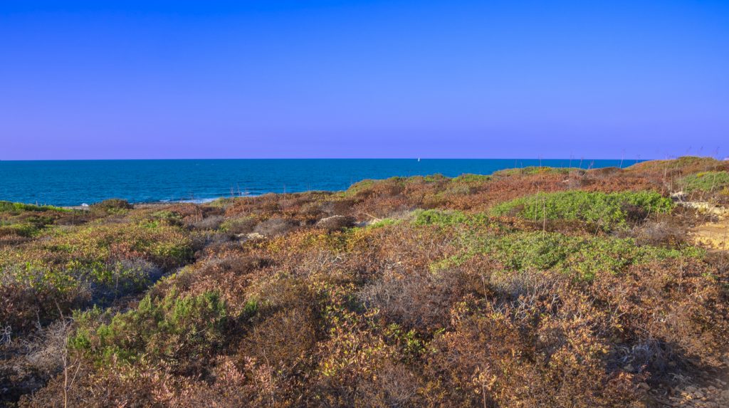 Blick auf die Küste des Naturparks Llevant auf Mallorca mit mediterraner Vegetation im Vordergrund und blauem Meer im Hintergrund.