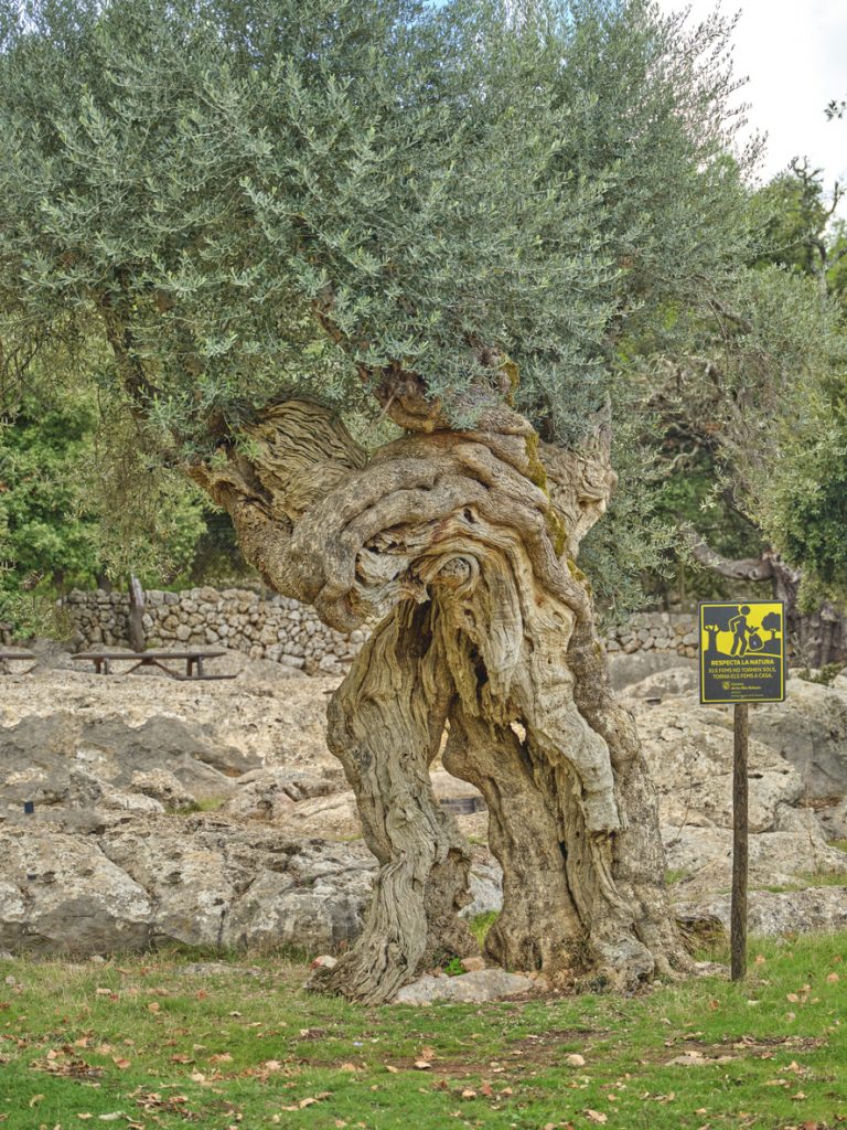 Knorriger, jahrhundertealter Olivenbaum auf Mallorca mit beeindruckendem Stamm.