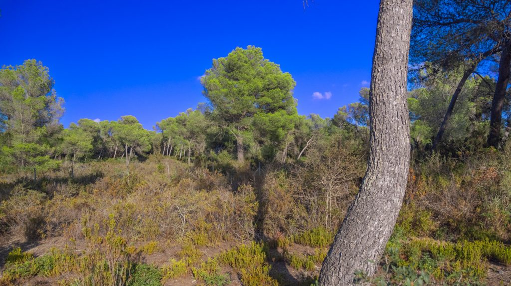 Mediterraner Kiefernwald im Naturpark Llevant auf Mallorca unter strahlend blauem Himmel.