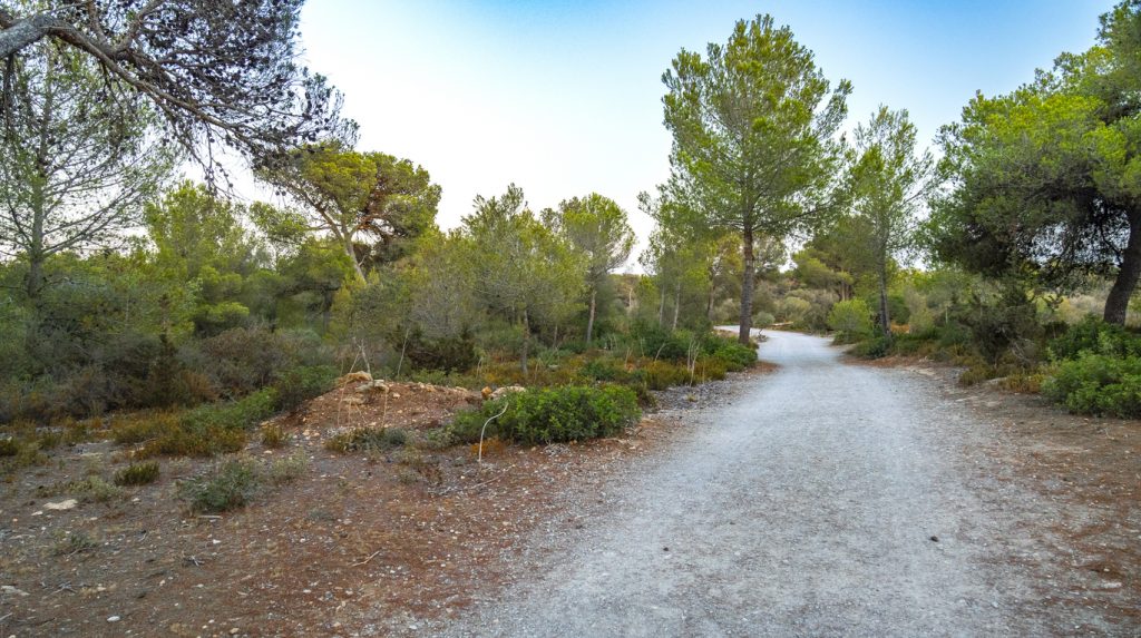 Wanderweg durch den mediterranen Kiefernwald im Naturpark Llevant auf Mallorca.