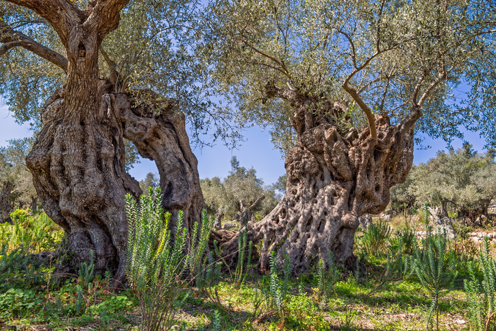 Wo Olivenhaine Mallorca prägen – und wie aus der Frucht hochwertiges Öl und Holz entsteht