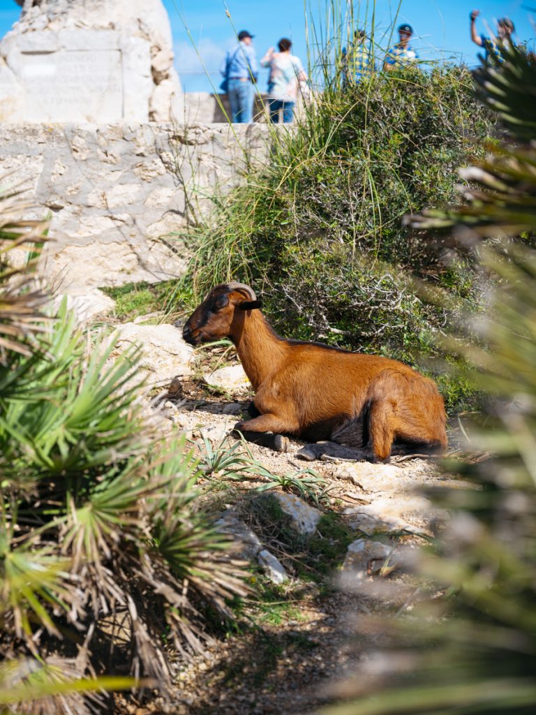 Braune Wildziege liegt zwischen Felsen und Büschen am Mirador Es Colomer auf Mallorca, im Hintergrund Touristen auf einer Aussichtsplattform.
