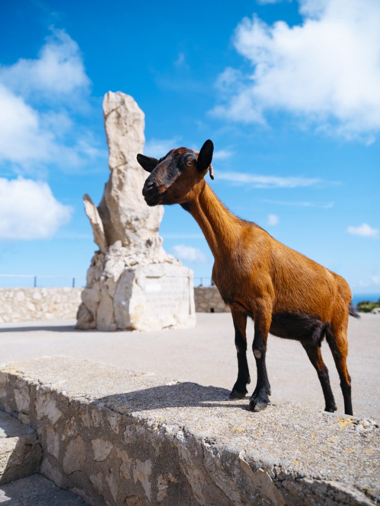 Eine Wildziege steht auf einer Mauer am Aussichtspunkt Mirador Es Colomer auf Mallorca mit einem markanten Felsen im Hintergrund.